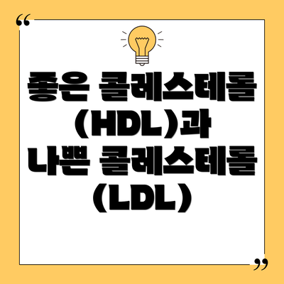좋은 콜레스테롤(HDL)과 나쁜 콜레스테롤(LDL)
