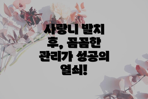 사랑니 발치 후, 꼼꼼한 관리가 성공의 열쇠!